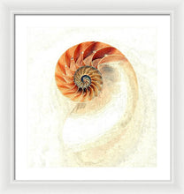 Load image into Gallery viewer, Nautilus - Framed Print
