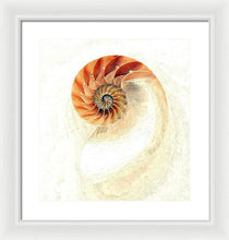 Load image into Gallery viewer, Nautilus - Framed Print
