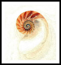 Load image into Gallery viewer, Nautilus - Framed Print